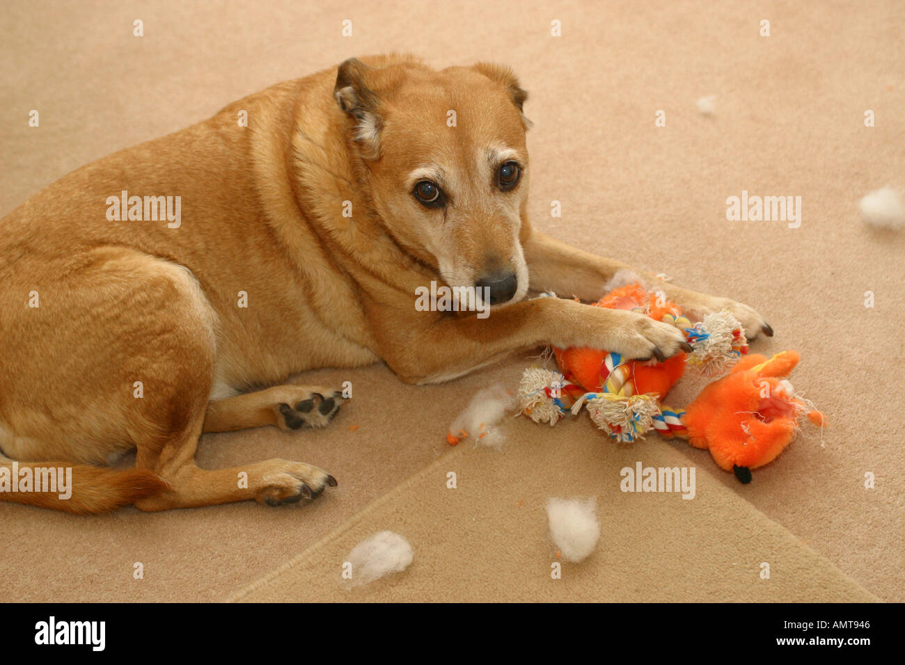 Un naughty dog con un giocattolo che ha strappato, distruggendo toy Foto Stock
