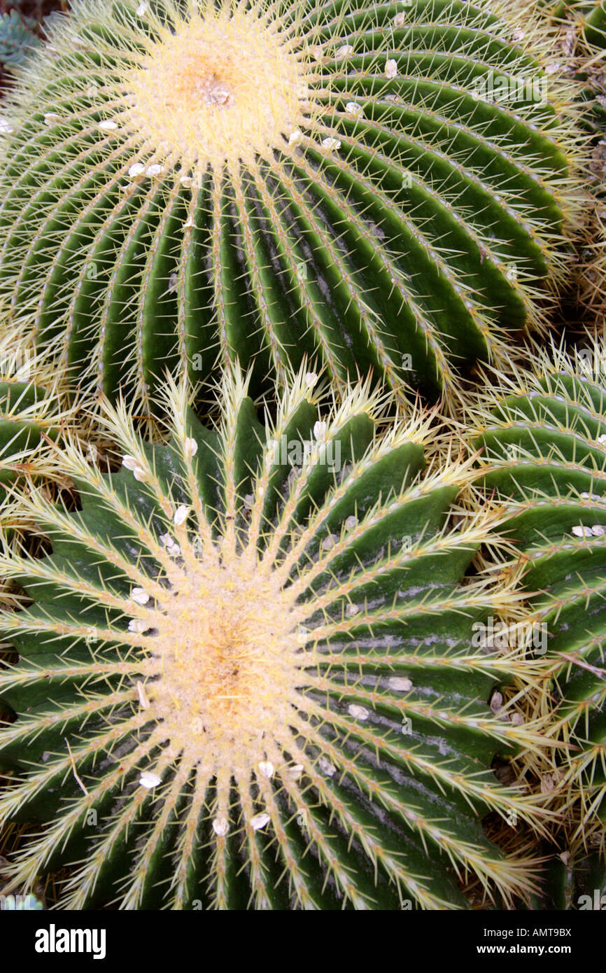 Golden Barrel Cactus Echinocactus grusonii Foto Stock