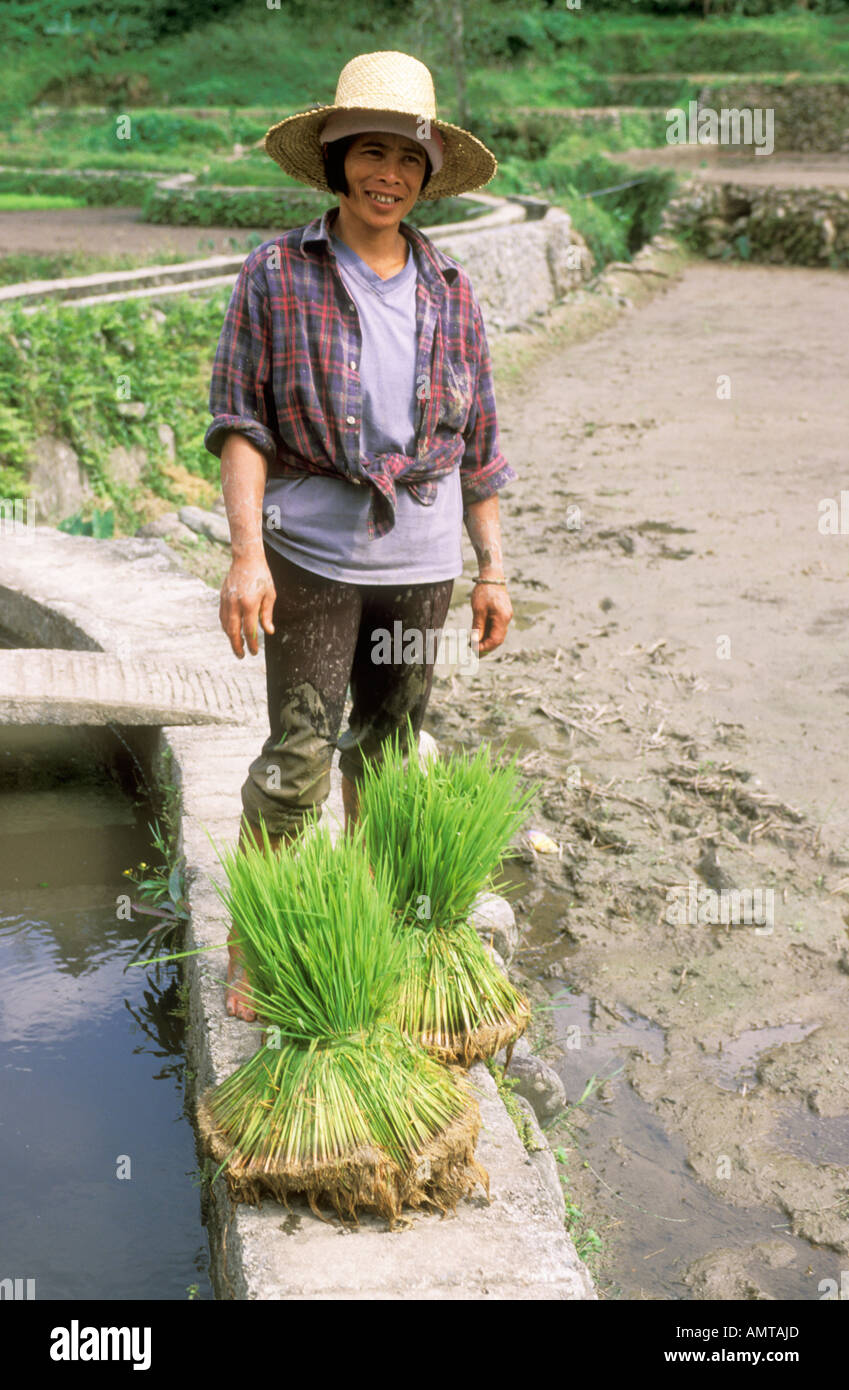 Filippine contadino con piantina di riso Banaue Bundle Foto Stock