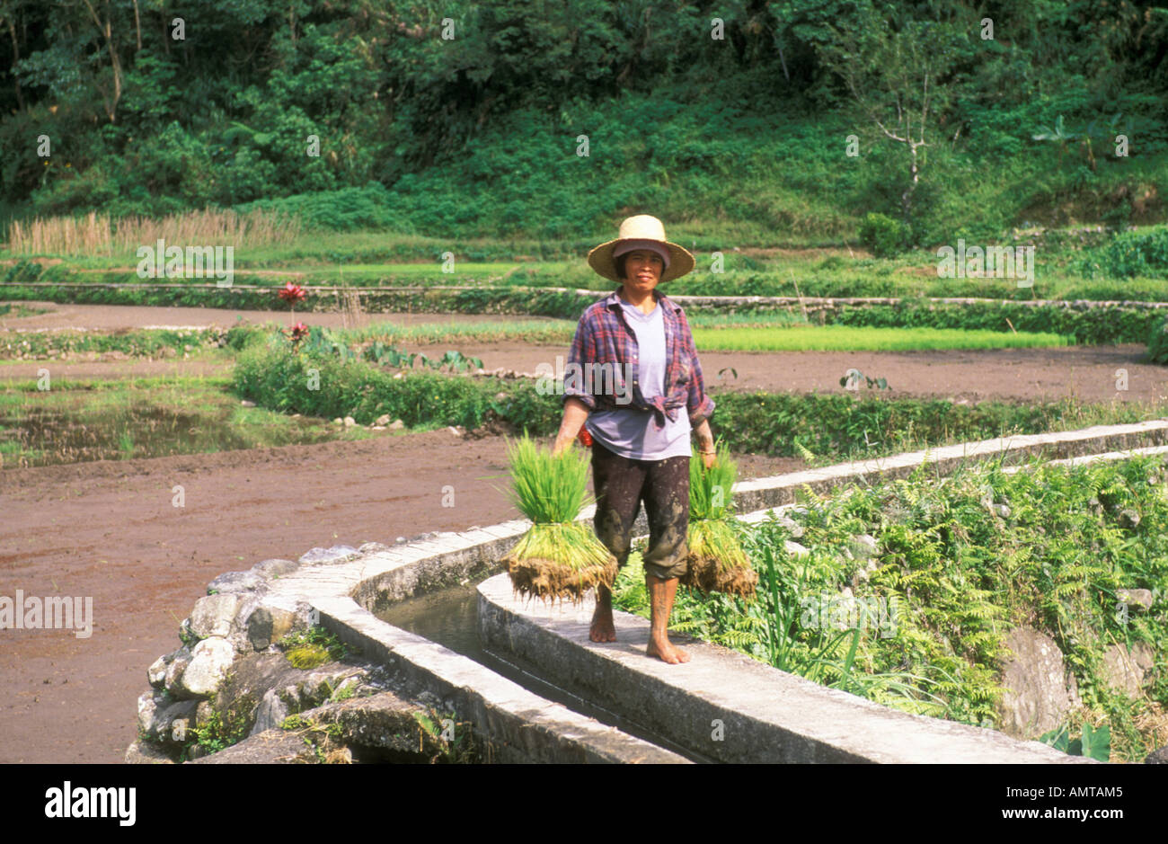 Filippine agricoltore femmina che trasportano fasci di pianticelle di riso Hungduan terrazze di riso Foto Stock