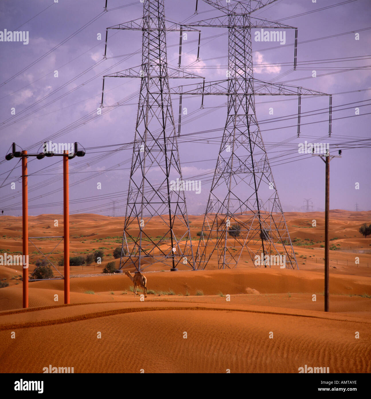 Cammello sulle dune di sabbia del deserto sotto l'elettricità tralicci e pali sotto una tempesta nuvole grigio Al-Ain Abu Dhabi il Medio Oriente Foto Stock