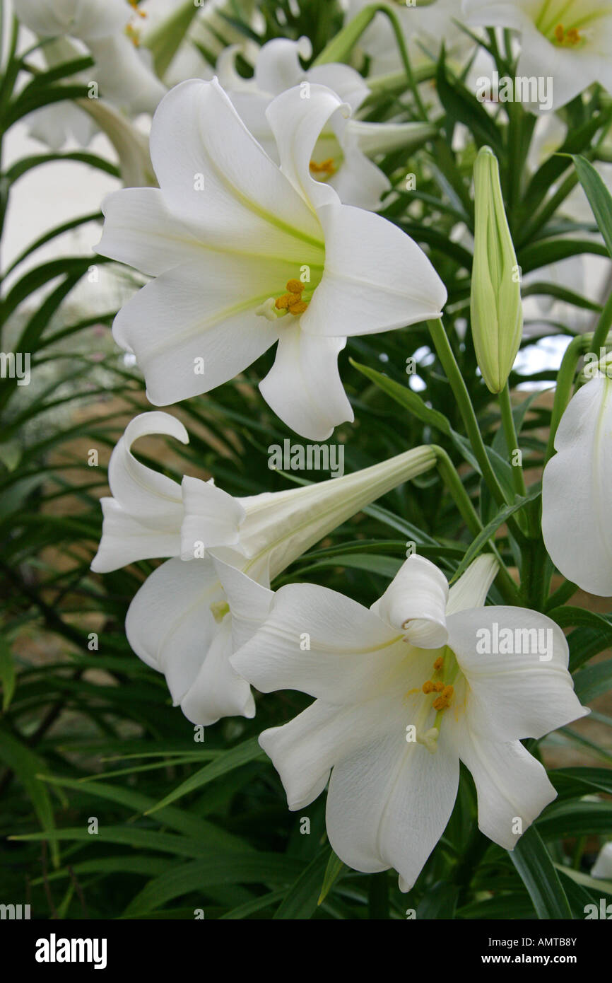 Pasqua Gigli Lilium longiflorum Liliaceae giglio bianco Foto Stock