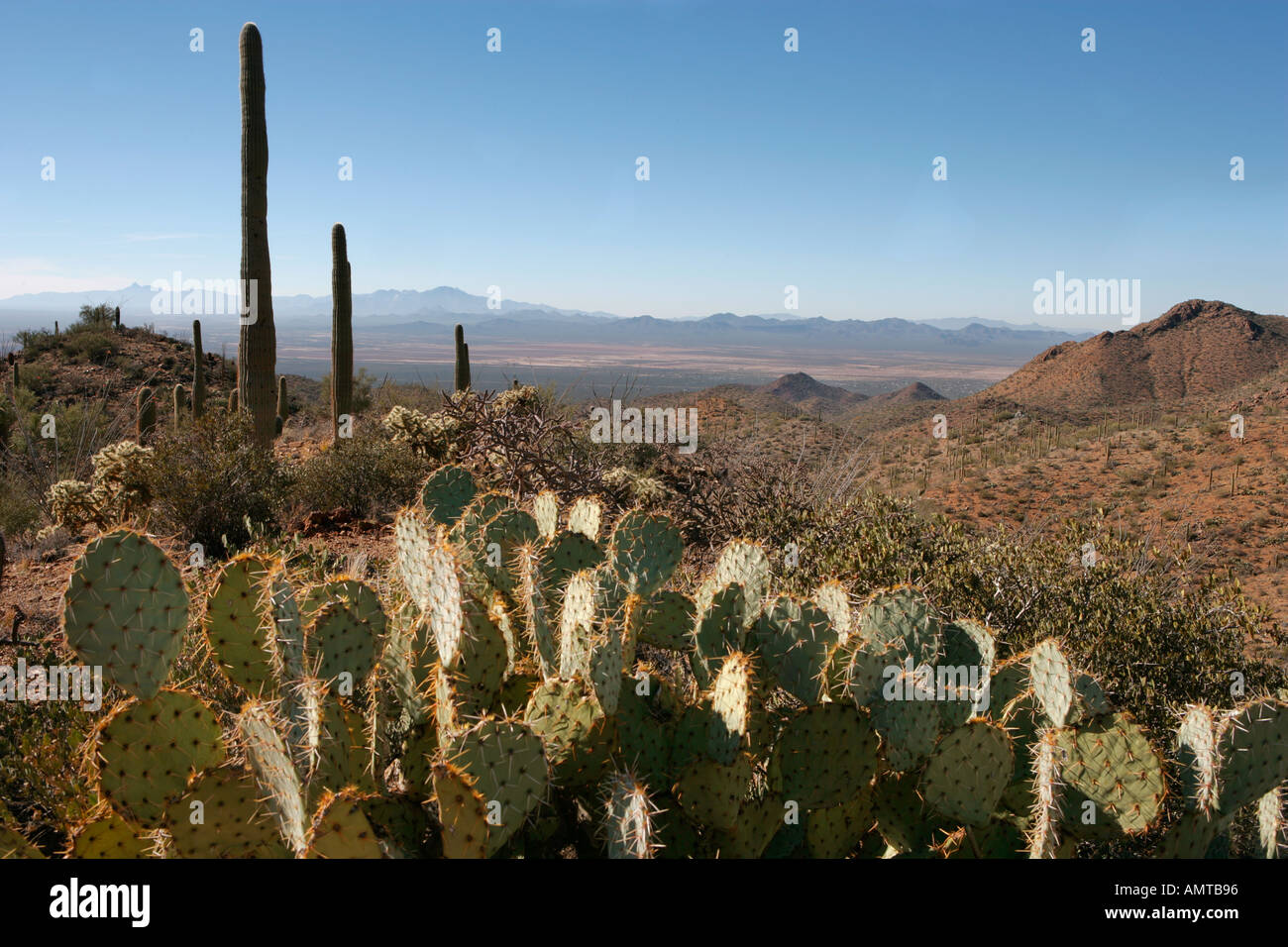 Una tipica scena del deserto in Arizona meridionale di questo paesaggio è stato preso vicino al picco di Wassen fuori Tucson Foto Stock