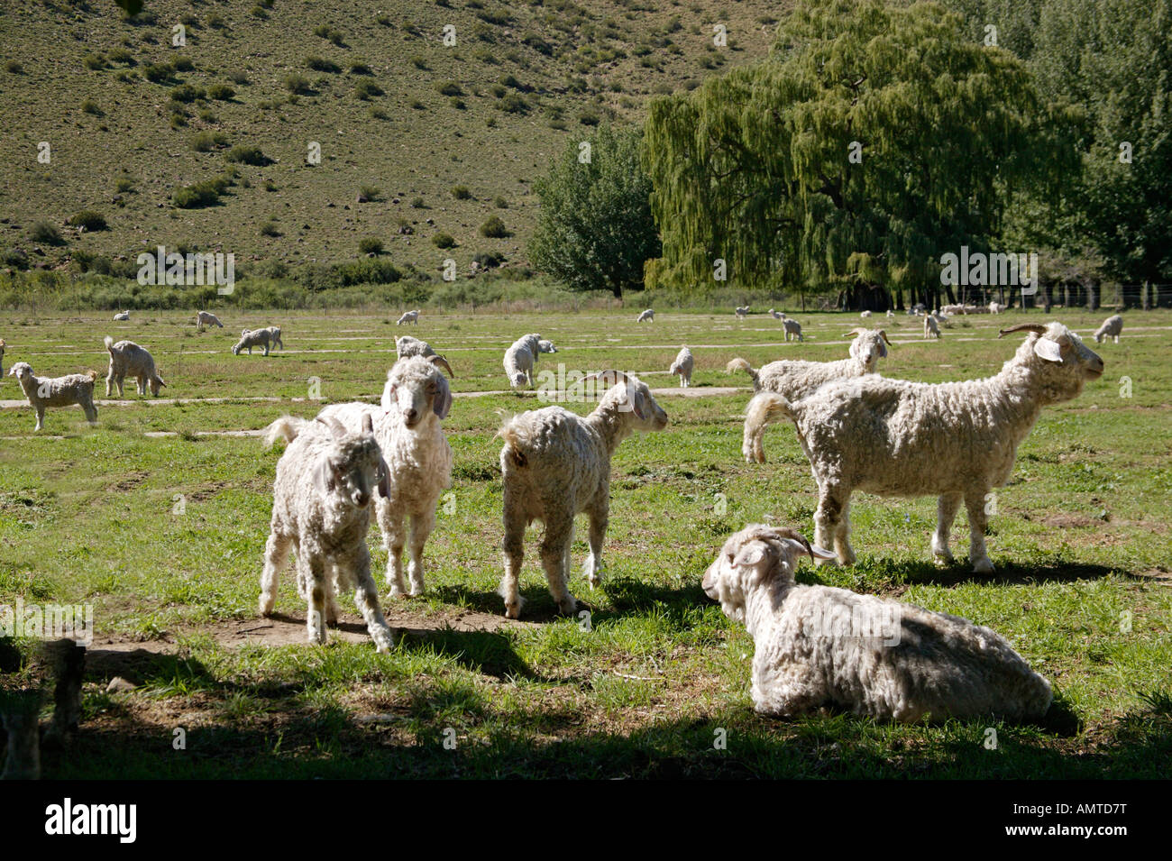 Capre angora in un pascolo di alimentazione nel Karoo Foto Stock