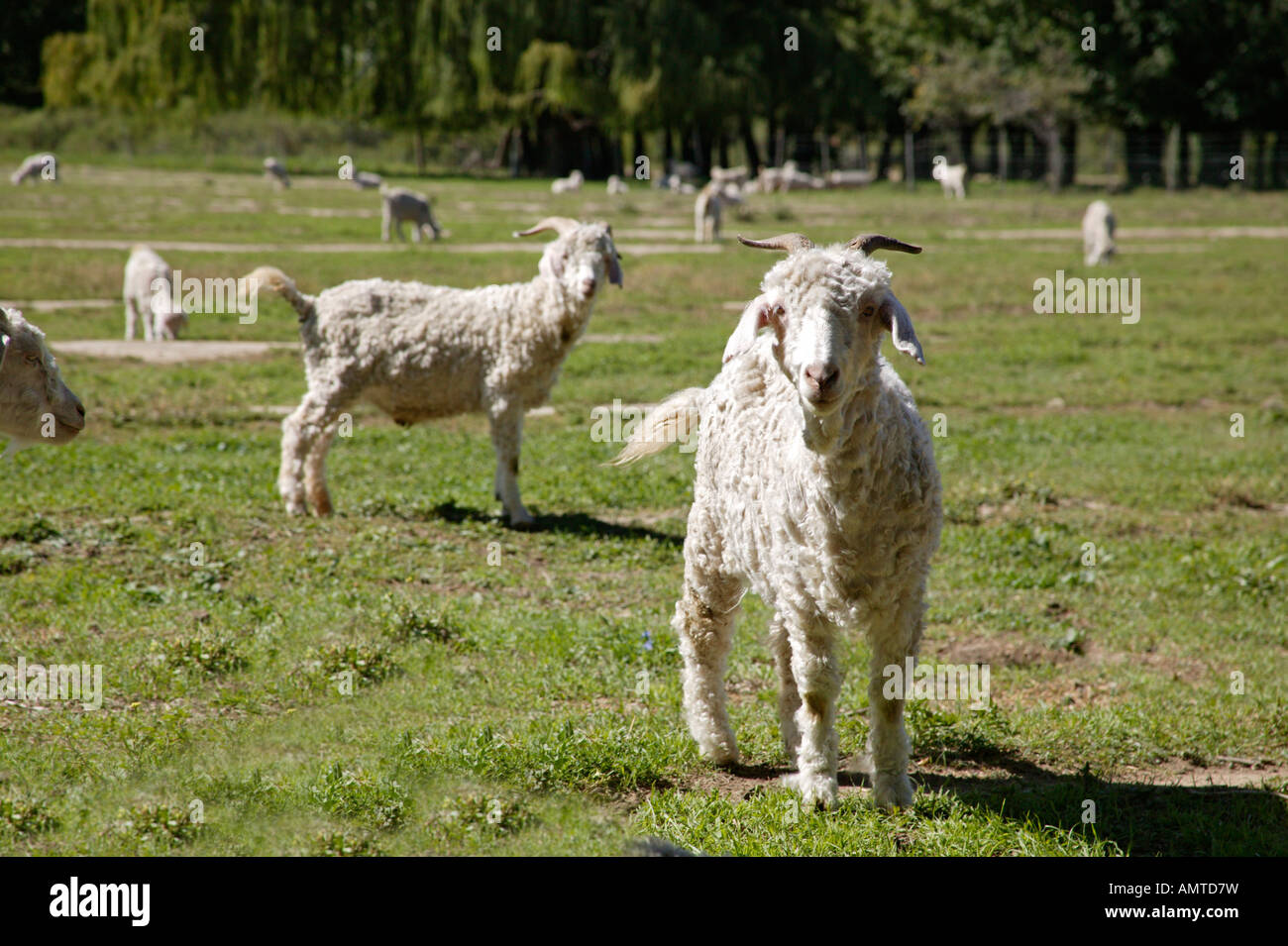 Capre angora in un pascolo di alimentazione nel Karoo Foto Stock