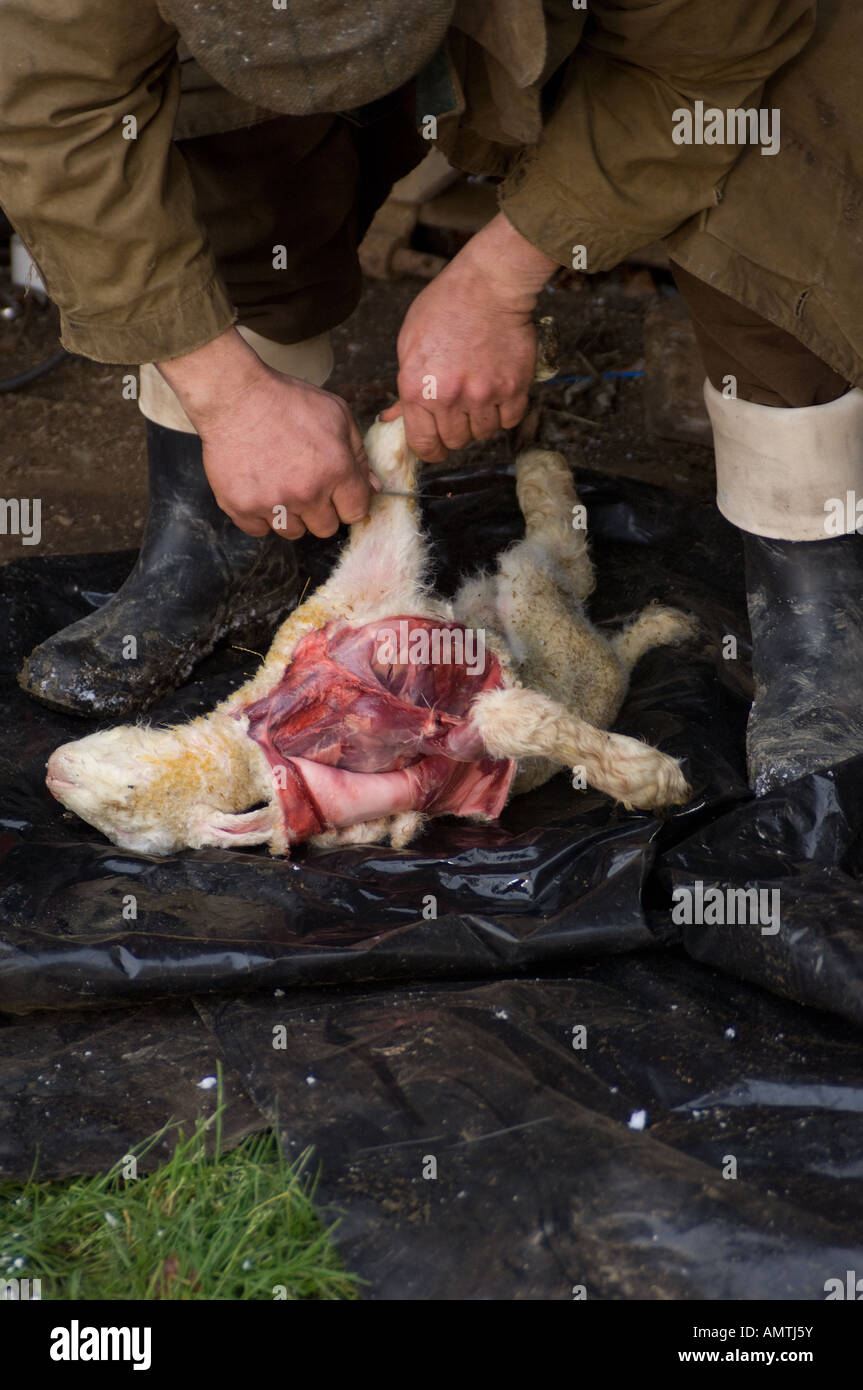 Agricoltore Scuoiando un agnello morto per utilizzare il suo vello di mettere su un abbandonati o agnello orfani di ingannare una pecora in accettarlo come lei Foto Stock