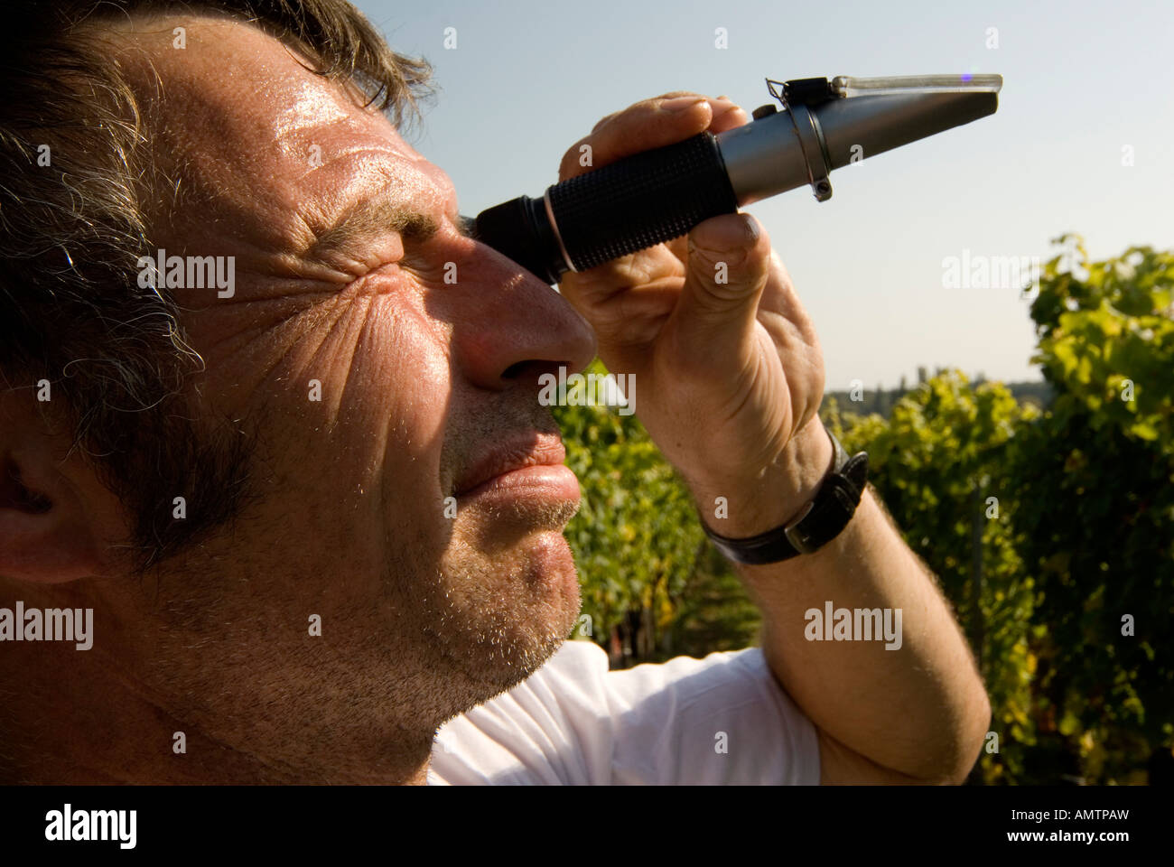 In Germania la definizione del tenore di zuccheri delle uve con rifrattometro Foto Stock