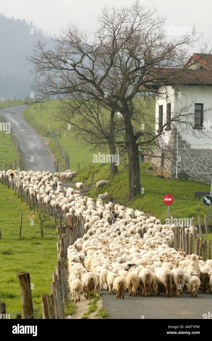 Gregge di ovini, Pais Vasco, Spagna, paesaggio, pastori, campagna, verde, campo rurale,, pastore, stick, agricoltura, bestiame, bree Foto Stock