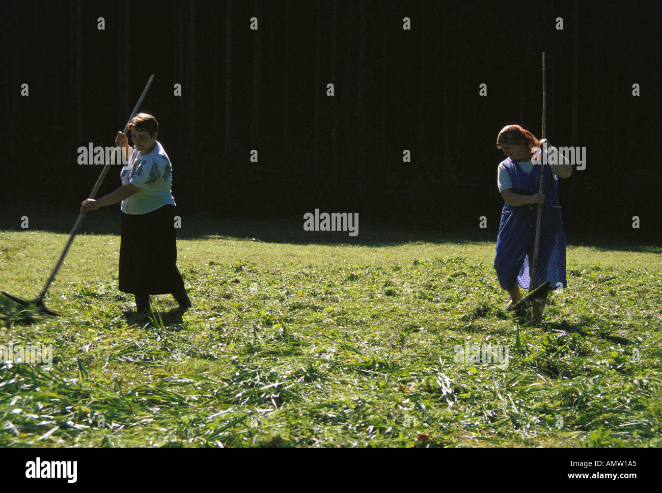 Rendendo il fieno Ucraina Foto Stock