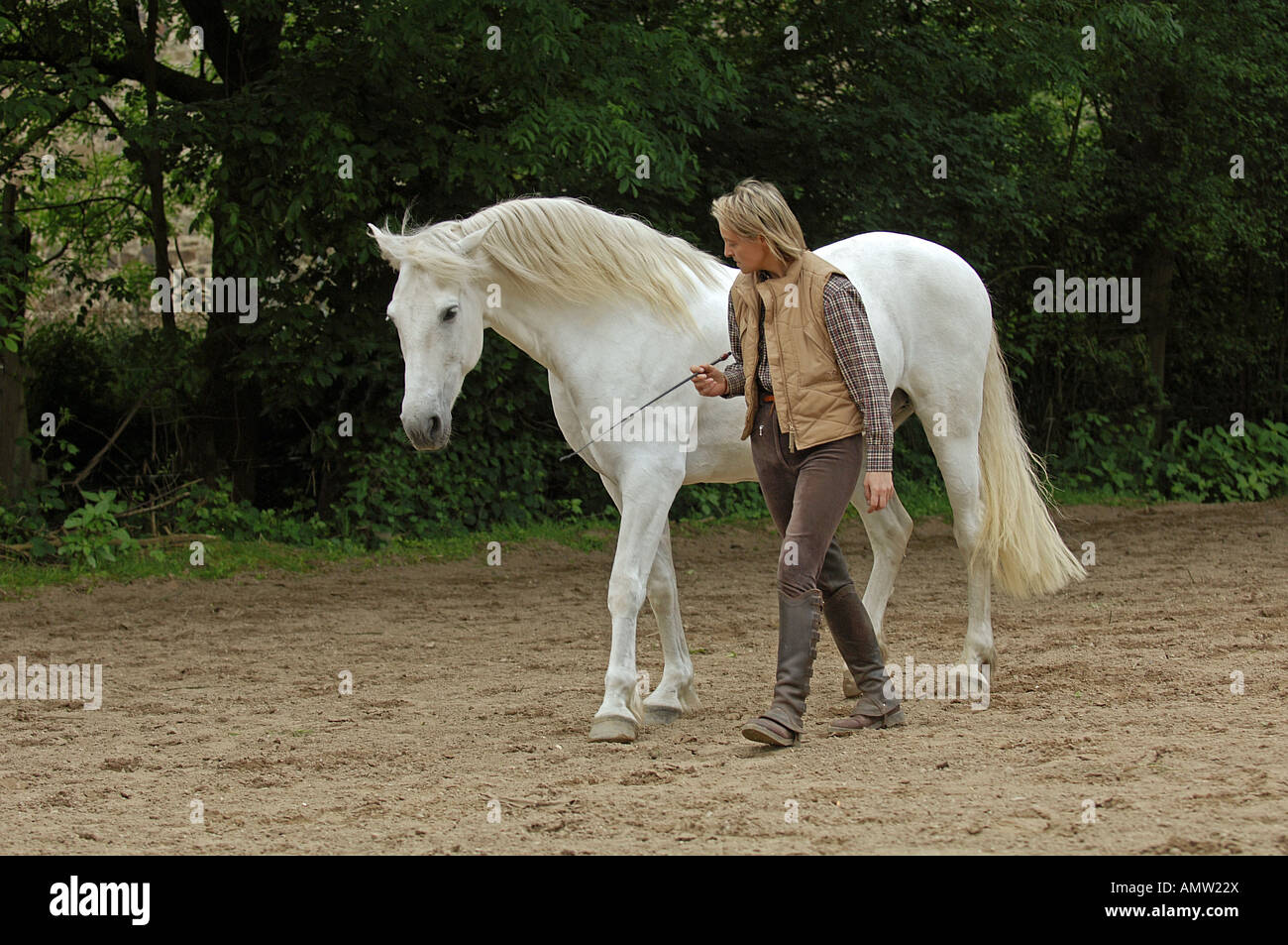 Cavallo - briglia bitless Foto Stock