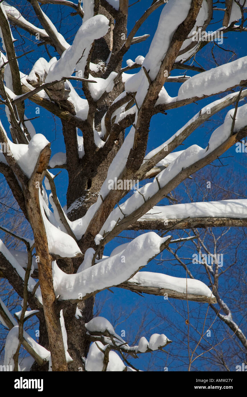 Tipico inverno canadese scene tratte vicino al Georgian Bay in Ontario del nord;Canada Foto Stock