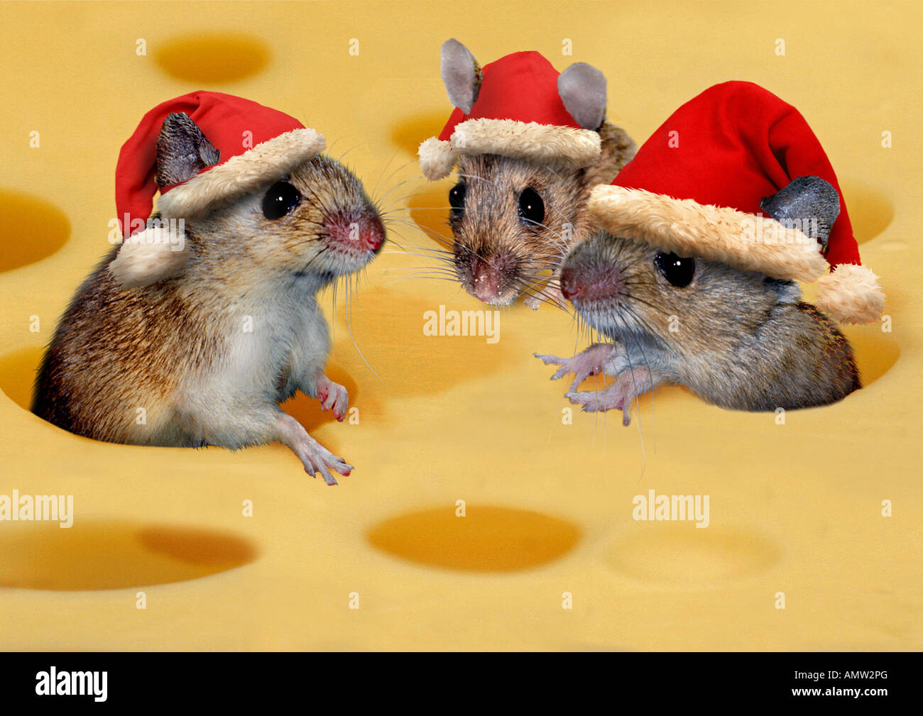 Natale : tre topi con Babbo Natale i cappelli nel formaggio Foto Stock