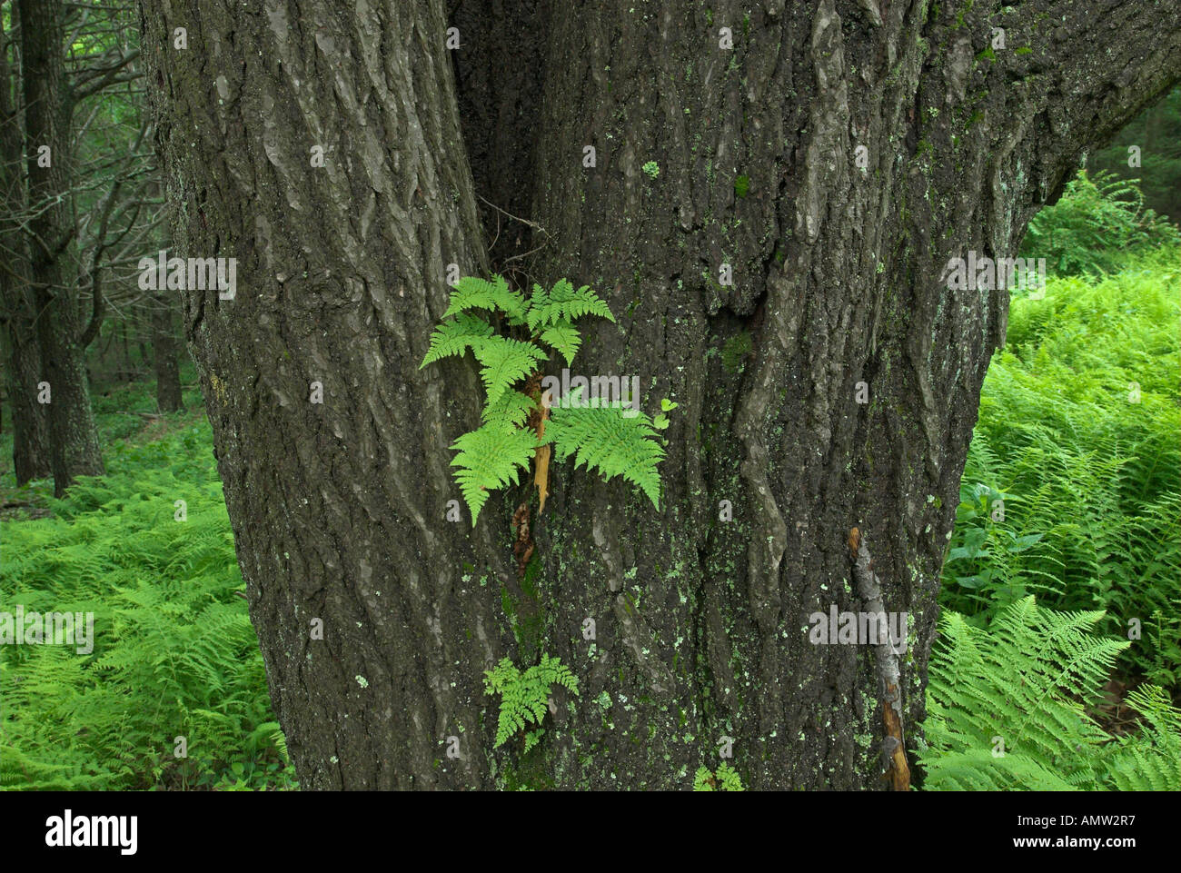 La felce che cresce su un albero, Parco Nazionale di Shenandoah, Virginia, Stati Uniti d'America Foto Stock