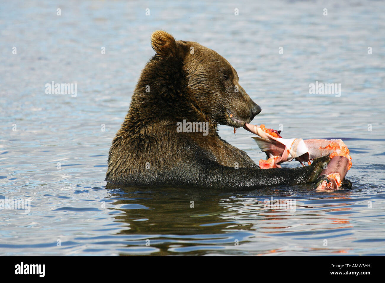 Orso grizzly alimentare sul salmone / Ursus arctos horribilis Foto Stock