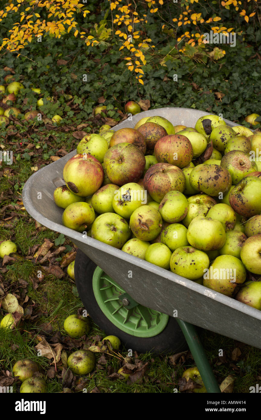 Caduto Bramley cucinare le mele in una carriola Scozia Dicembre Foto Stock