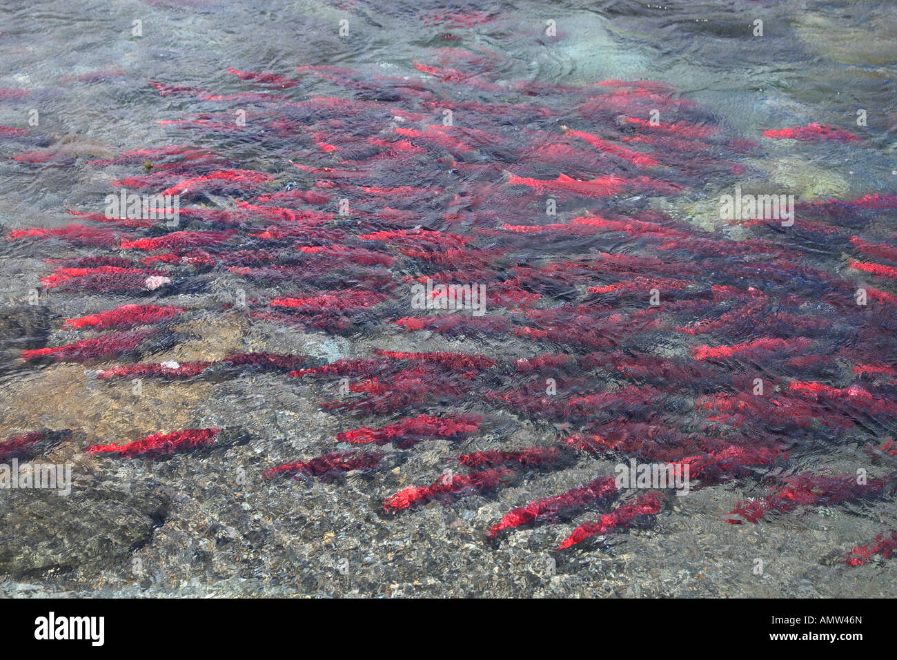 Sockeye salmoni / Oncorhynchus nerka Foto Stock