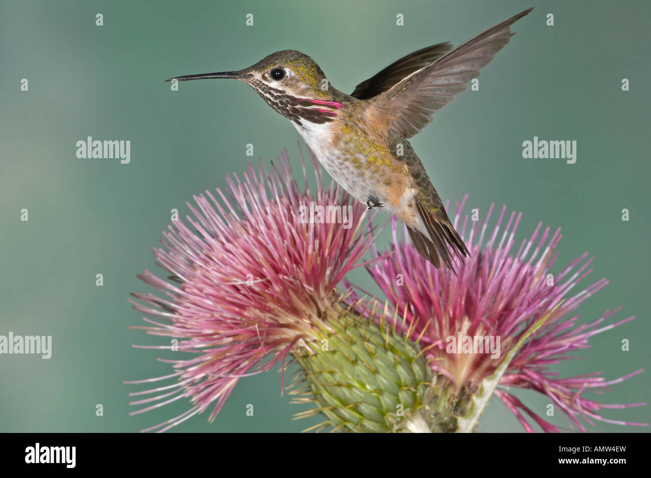 Calliope Hummingbird Stellula calliope maschio Gila National Forest Nuovo Messico USA Foto Stock