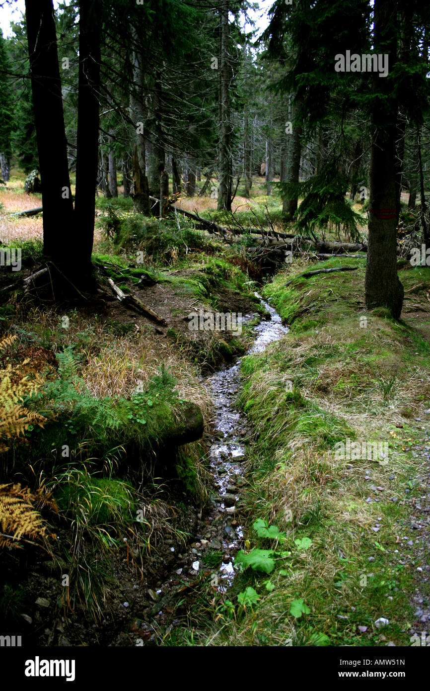 Una tranquilla foresta con uno stretto ruscello che scorre attraverso un terreno coperto di muschio, circondato da fitti alberi sempreverdi e vegetazione naturale. Foto Stock