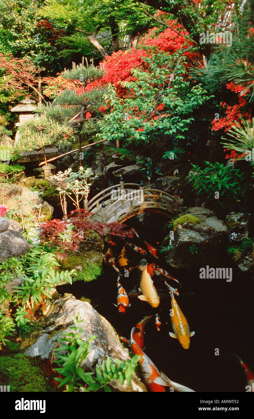 Un giardino giapponese con uno stagno contenente la carpa gigante e una miniatura del ponte giapponese di Kyoto Foto Stock