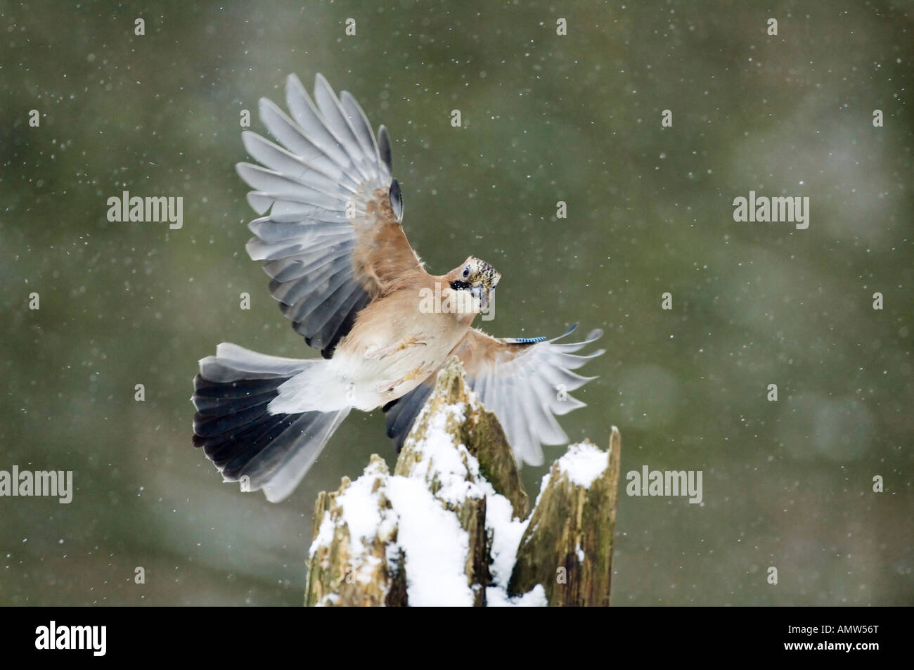 Eurasian jay - battenti / Garrulus glandarius Foto Stock