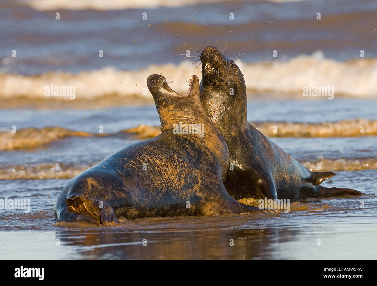 Due guarnizioni di colore grigio - figthing / Halichoerus grypus Foto Stock