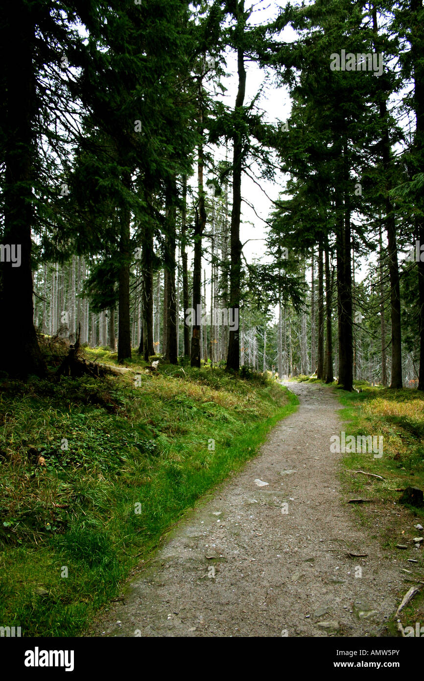 Un tranquillo sentiero forestale circondato da alti alberi sempreverdi e lussureggiante vegetazione, che offre un tranquillo paesaggio naturale. Foto Stock