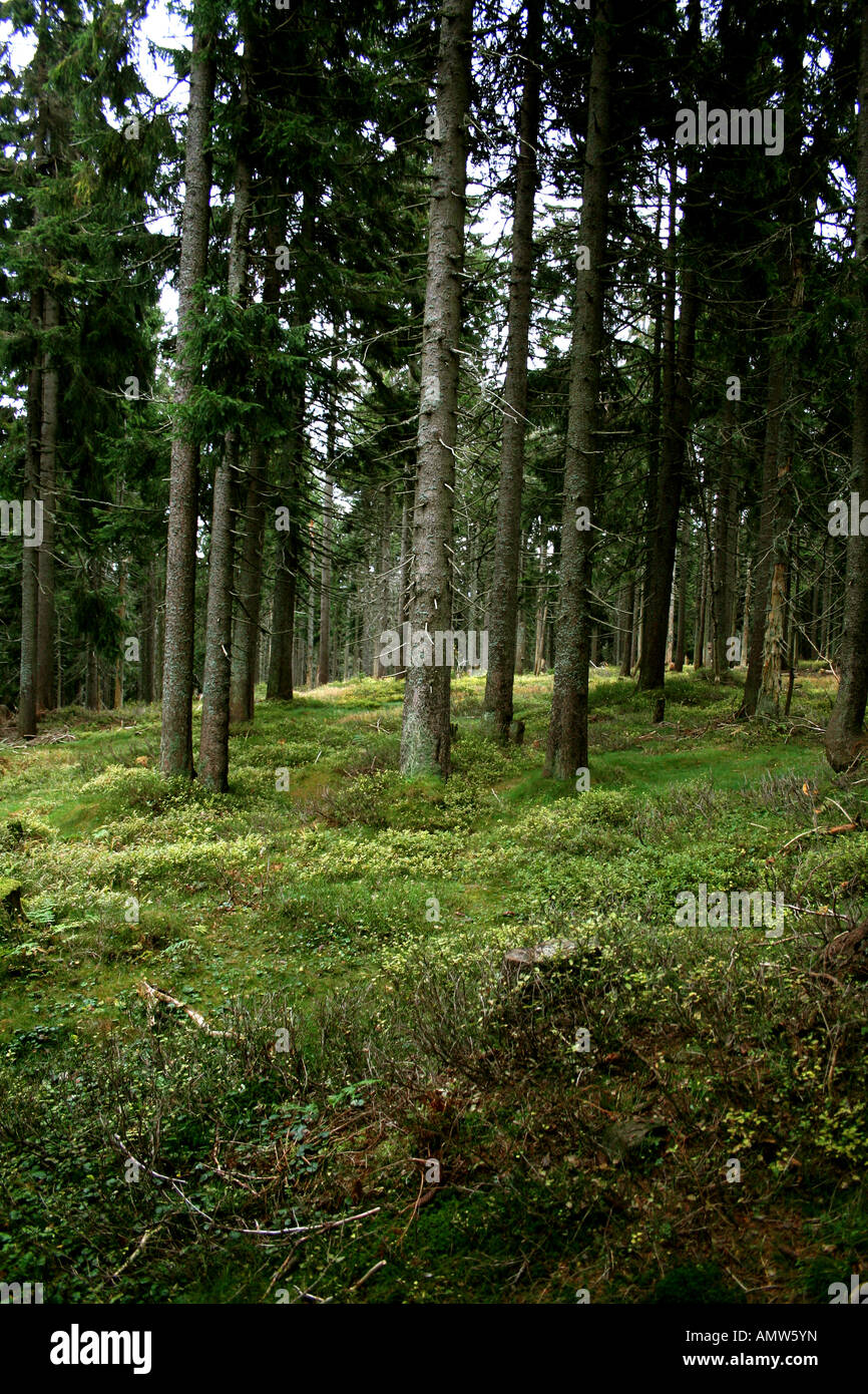 Fitta foresta sempreverde con alti alberi e un lussureggiante pavimento verde coperto di muschio e vegetazione, creando un ambiente naturale sereno. Foto Stock