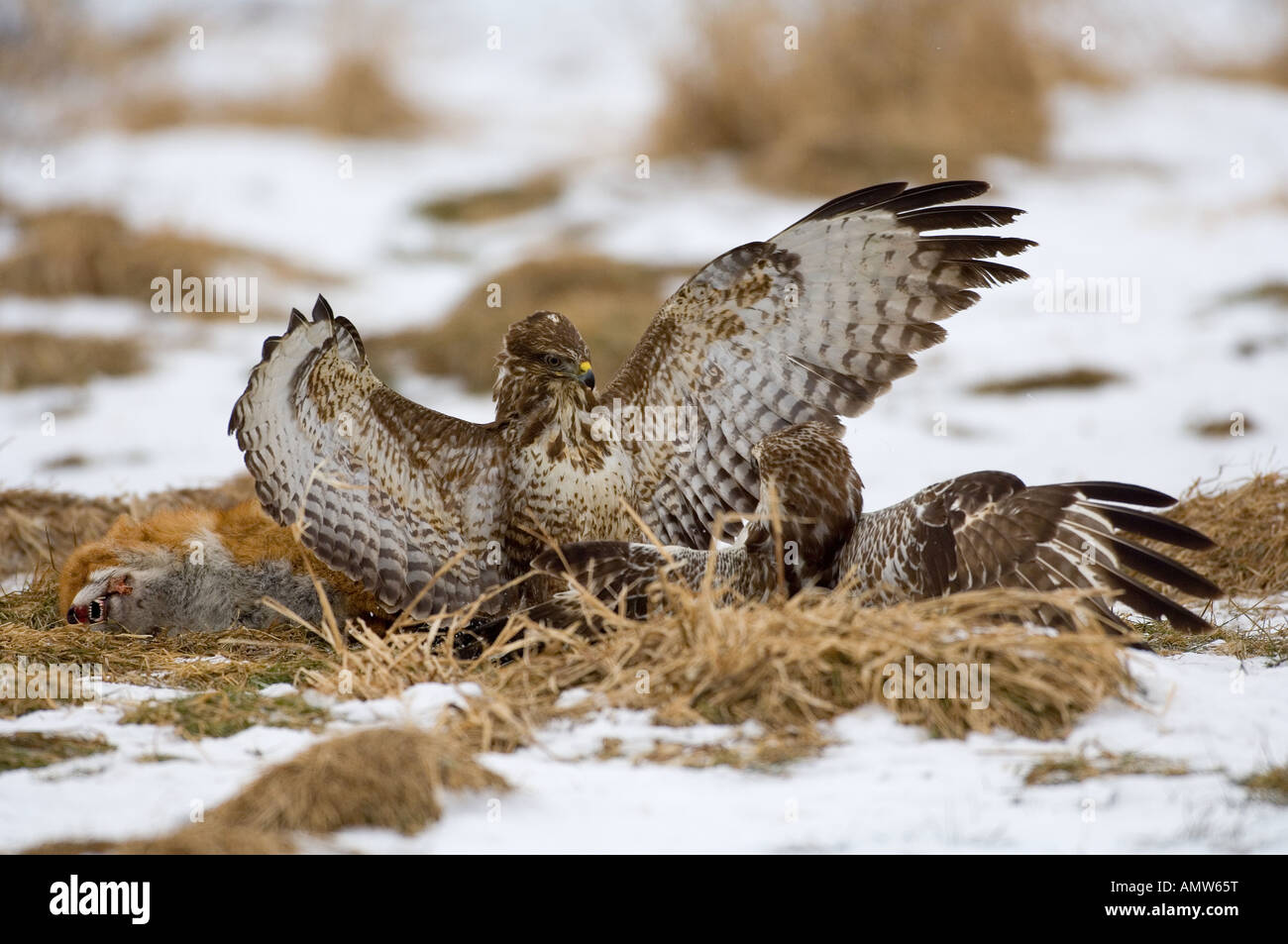 Due poiane comuni - lotta / Buteo buteo Foto Stock