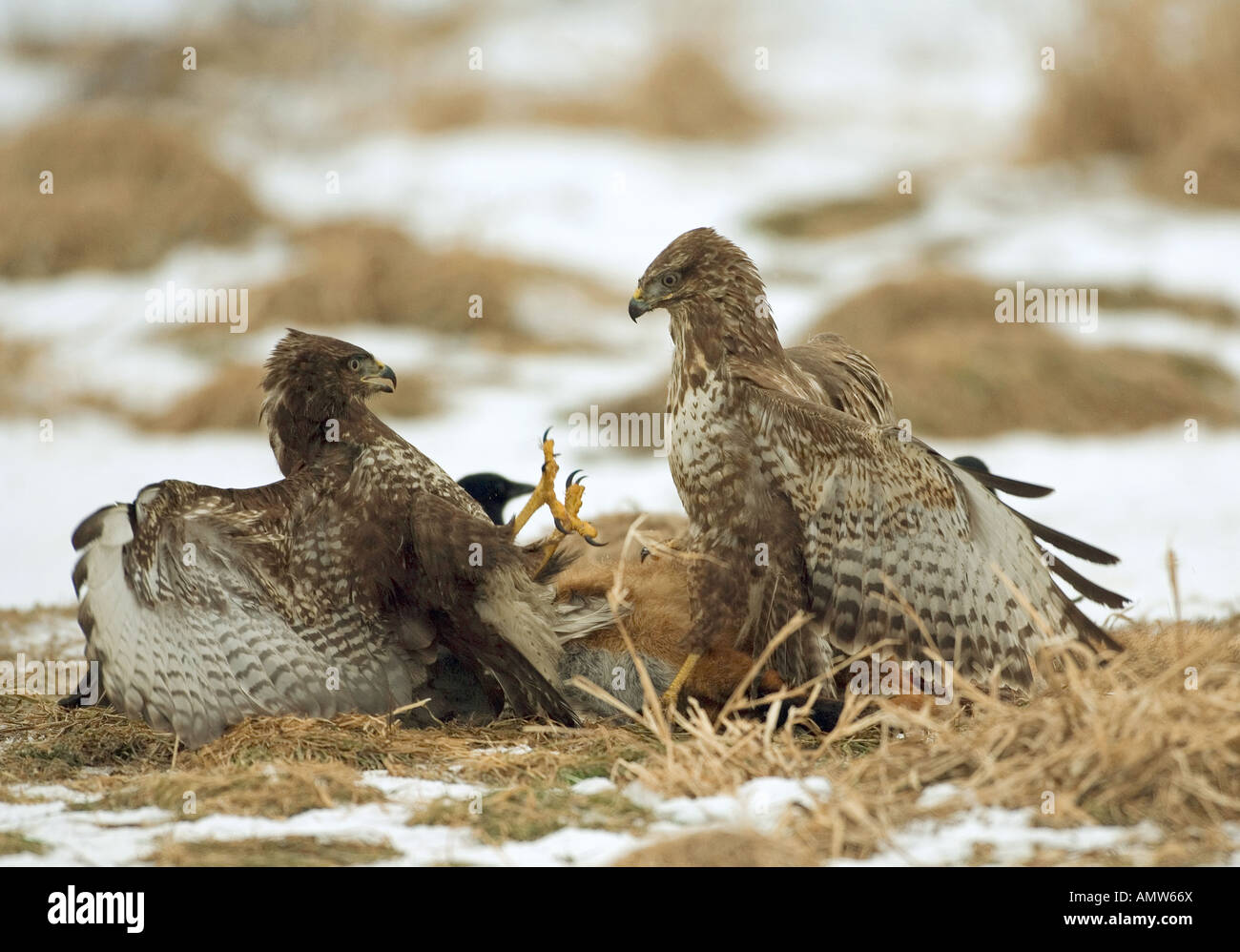 Due poiane comuni - lotta / Buteo buteo Foto Stock