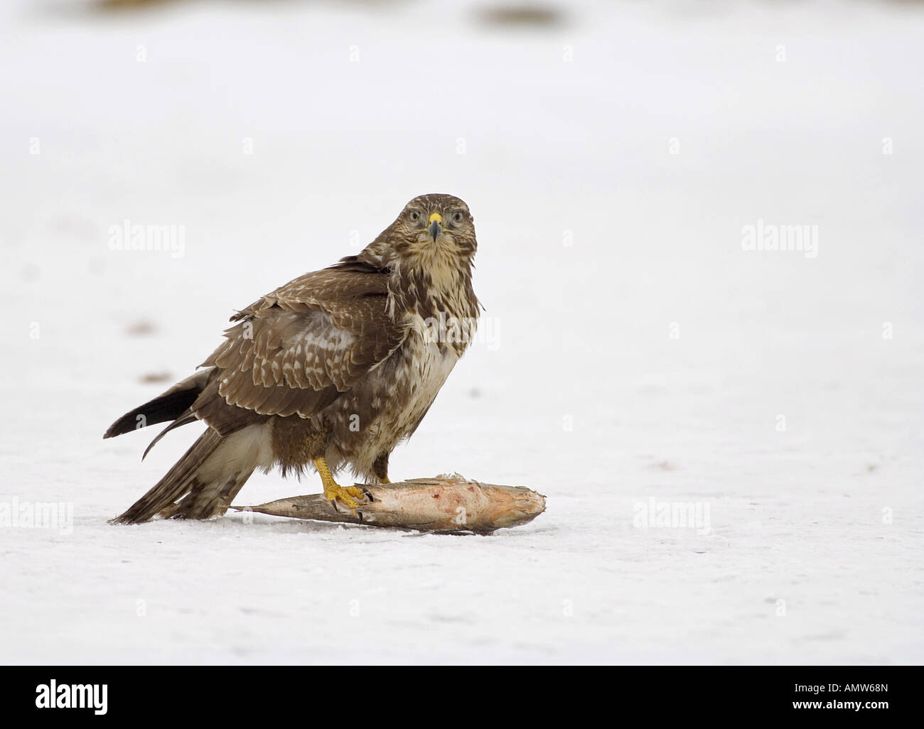 Comune poiana con preda / Buteo buteo Foto Stock