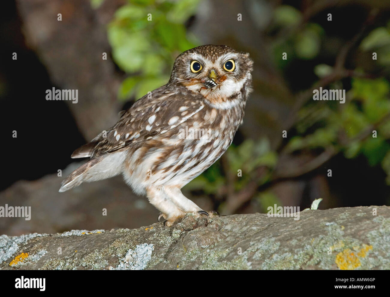 Piccolo gufo - In piedi / Athene noctua Foto Stock