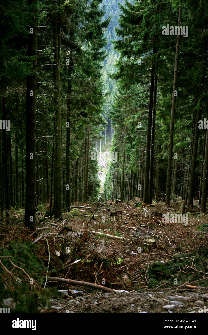 Una fitta foresta di conifere con alti abeti rossi, che mostrano un sentiero pulito che conduce in una lussureggiante valle circondata dal verde. Foto Stock