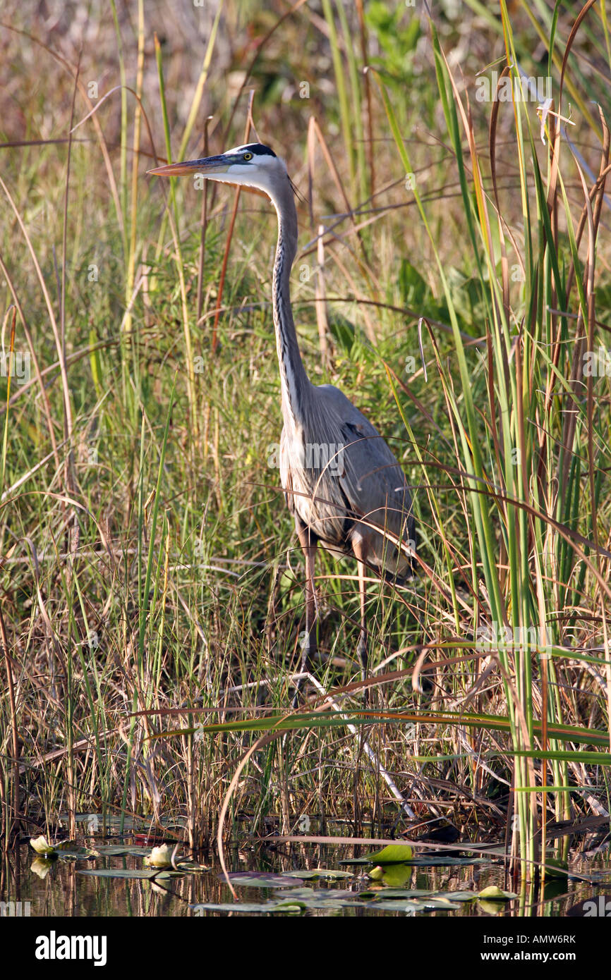 Heron in Florida Everglades Foto Stock