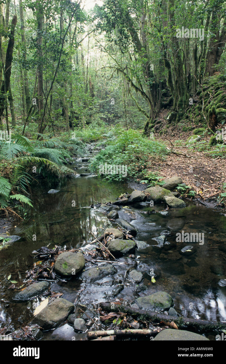 Bosque del cedro, parco nazionale di Garajonay, la Gomera, Spagna Foto Stock