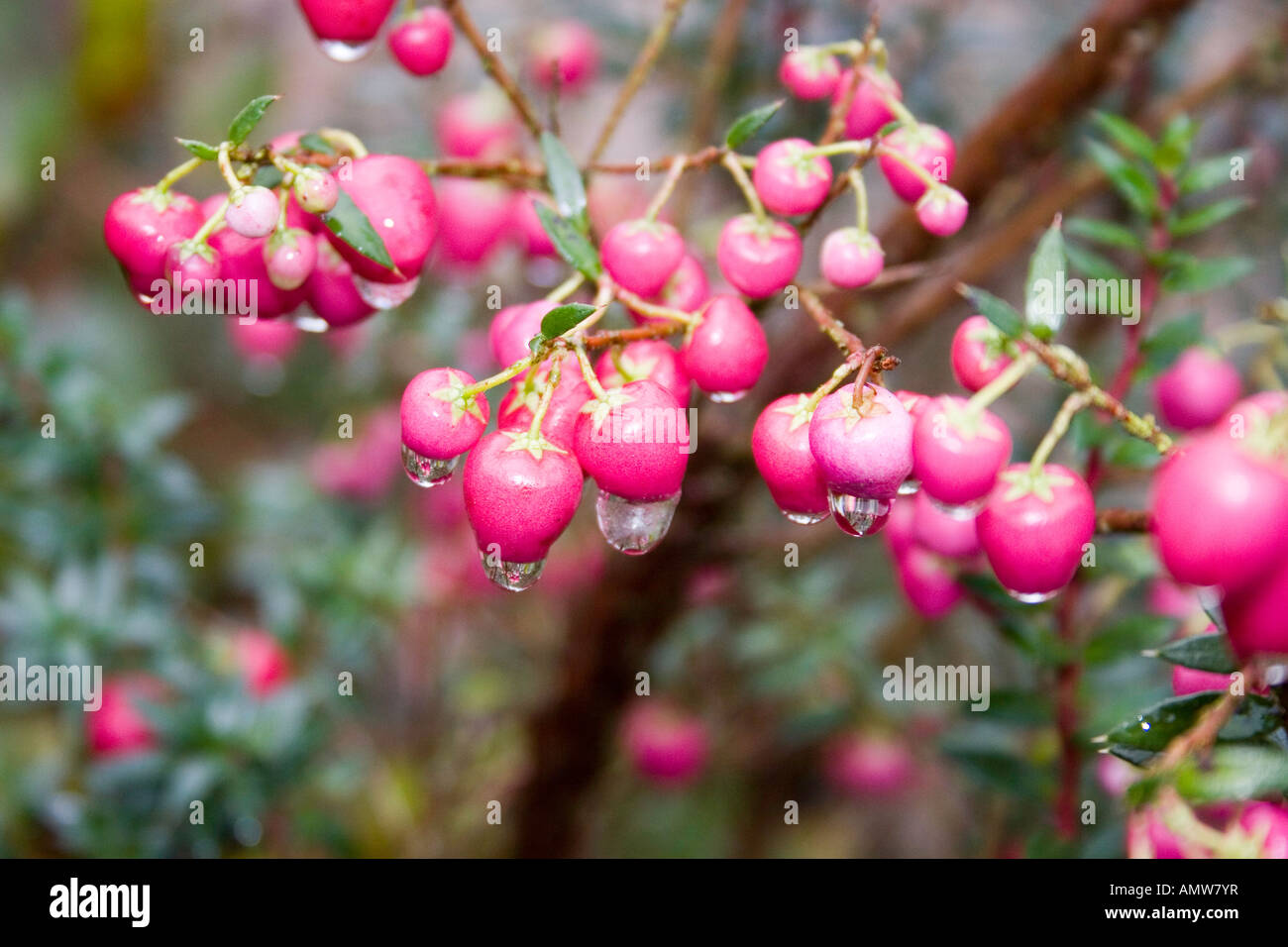 Bacche di Rosa di gaultheria mucronata - coperto di ghiaccio in fusione in inverno Foto Stock