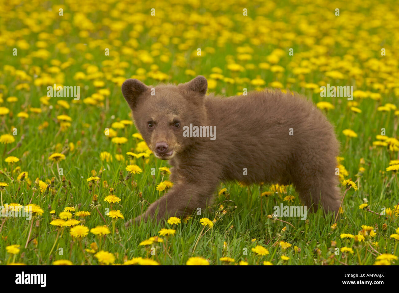 Black Bear Ursus americanus nel campo del giallo dei fiori selvatici Minnesota USA Foto Stock