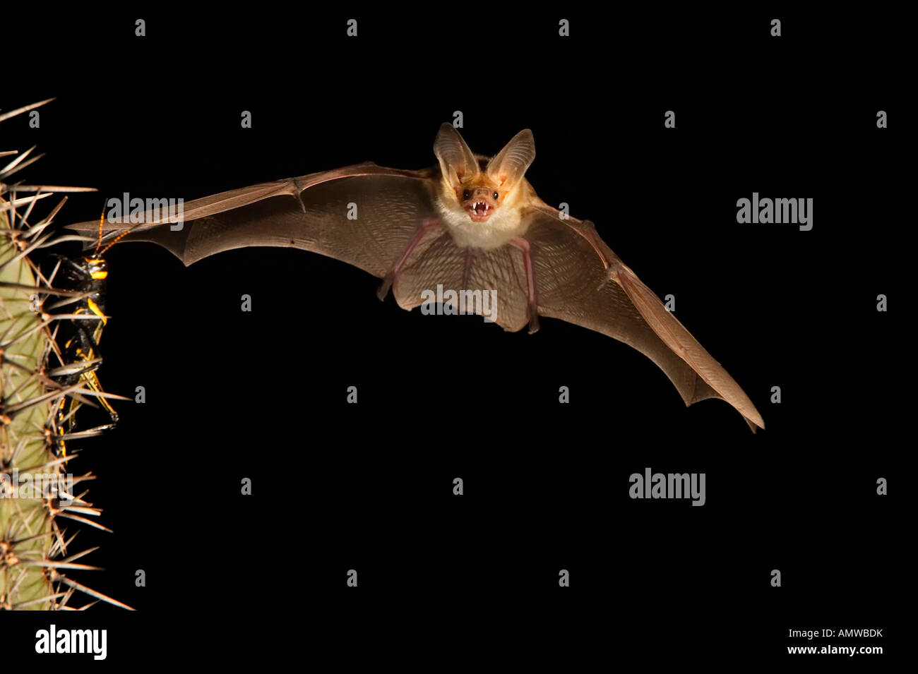 Pallida Bat Antrozous pallidus Arizona USA Foto Stock