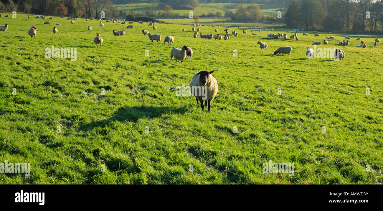 Campo di ovini in tardo pomeriggio sun. Foto Stock