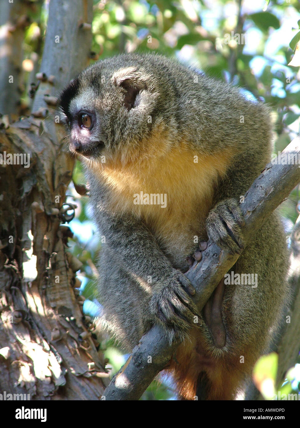 Il gufo di scimmia (Aotus trivirgatus) Gran Chaco, Paraguay Foto Stock