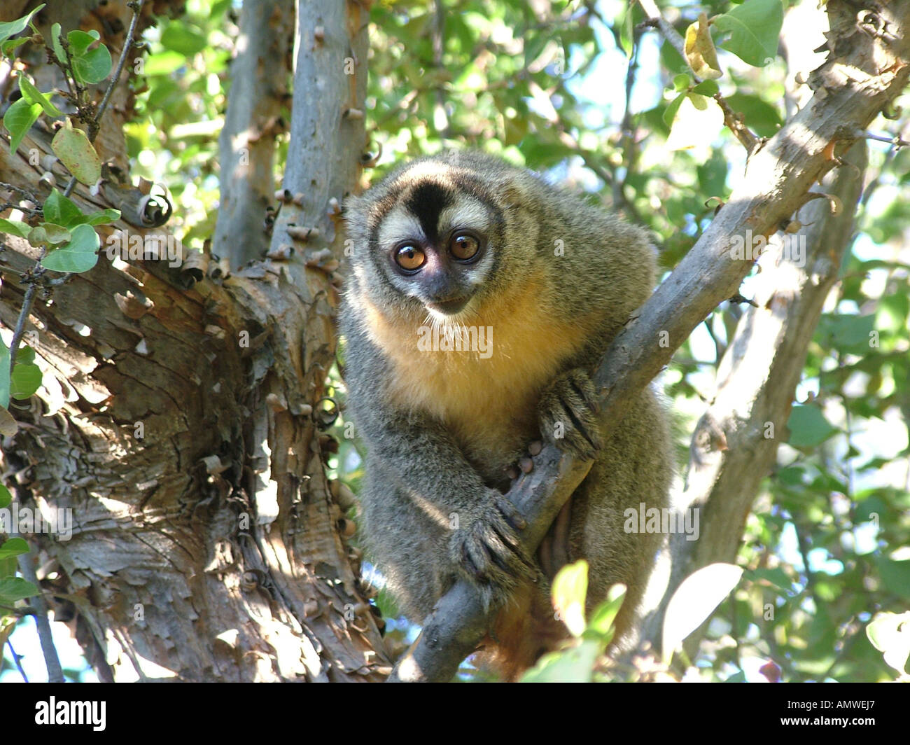 Il gufo di scimmia (Aotus trivirgatus) Gran Chaco, Paraguay Foto Stock