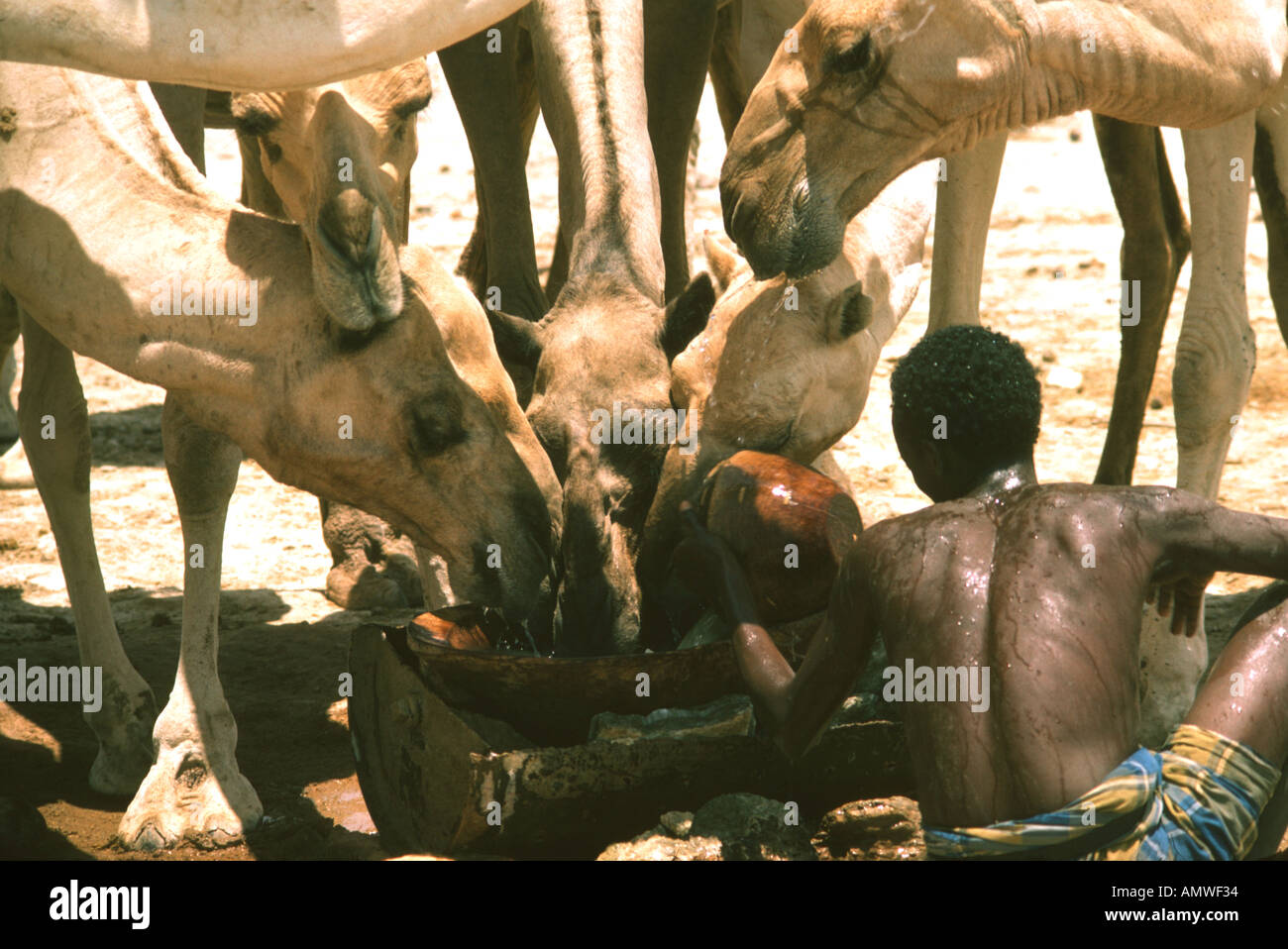 Nomadi allevatori di cammelli raggiungere in profondità di un fiume in Etiopia Ogaden del deserto di acqua i loro cammelli Foto Stock
