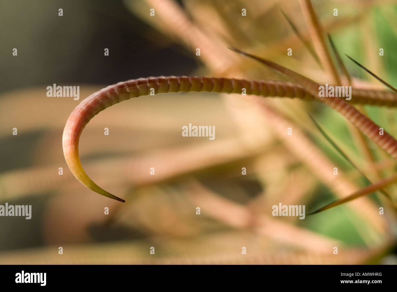Canna Fishhook Cactus Ferocactus wislizeni Close up Tucson in Arizona Foto Stock