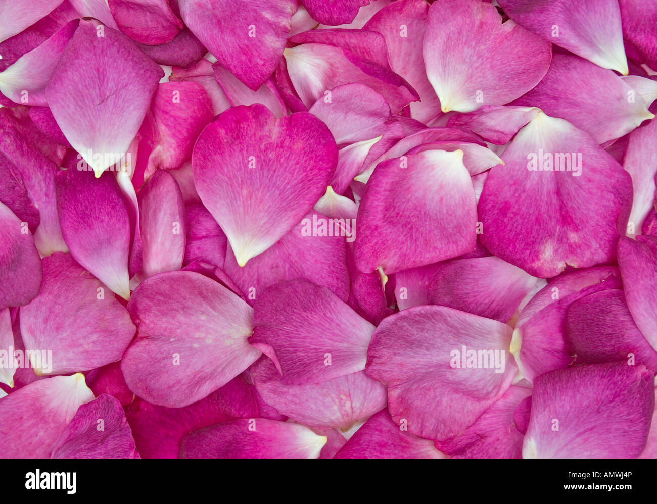 Immagine di sfondo di un bel colore rosa petali di rosa Foto Stock