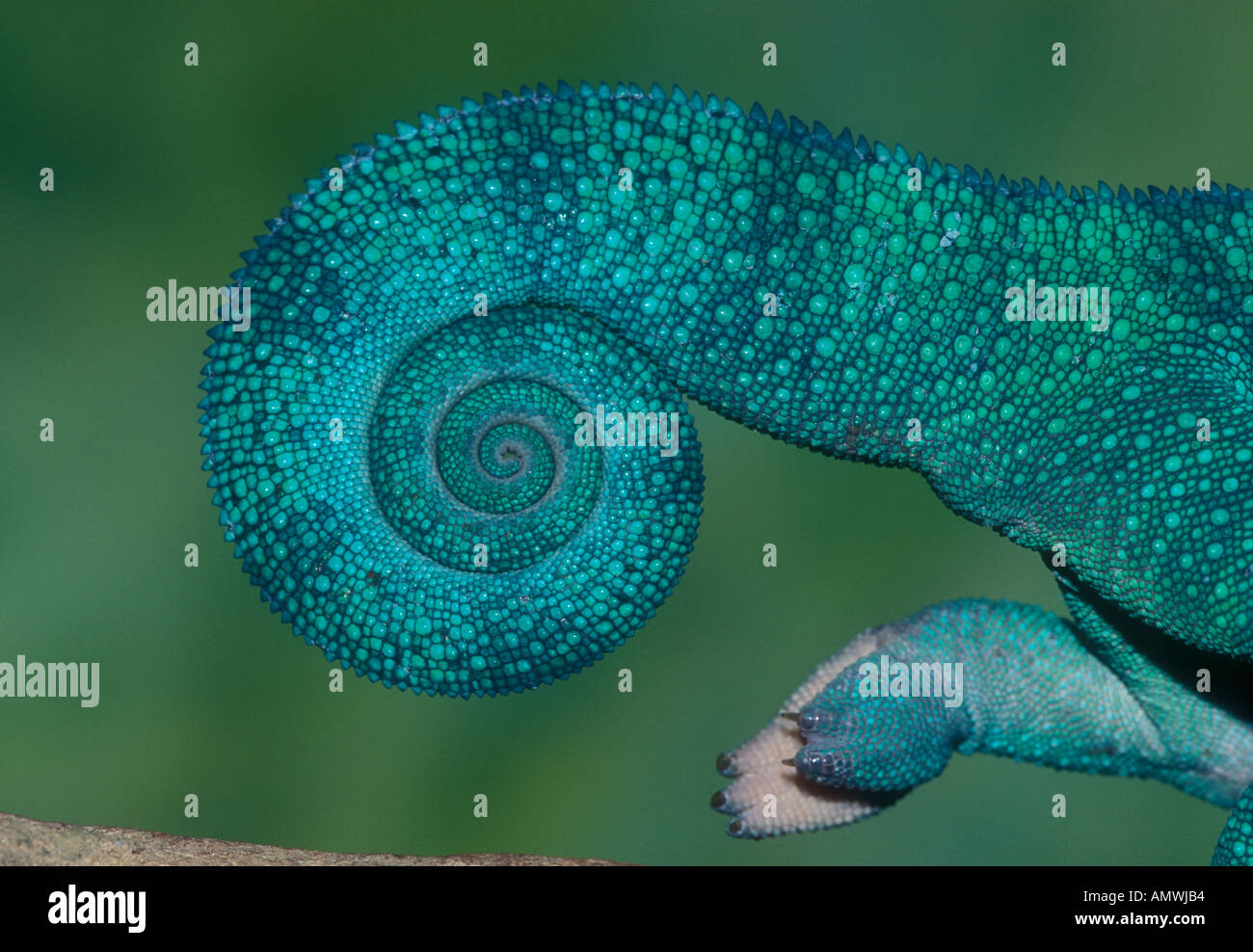 Coda di panther chameleon Furcifer pardalis Madagascar Foto Stock
