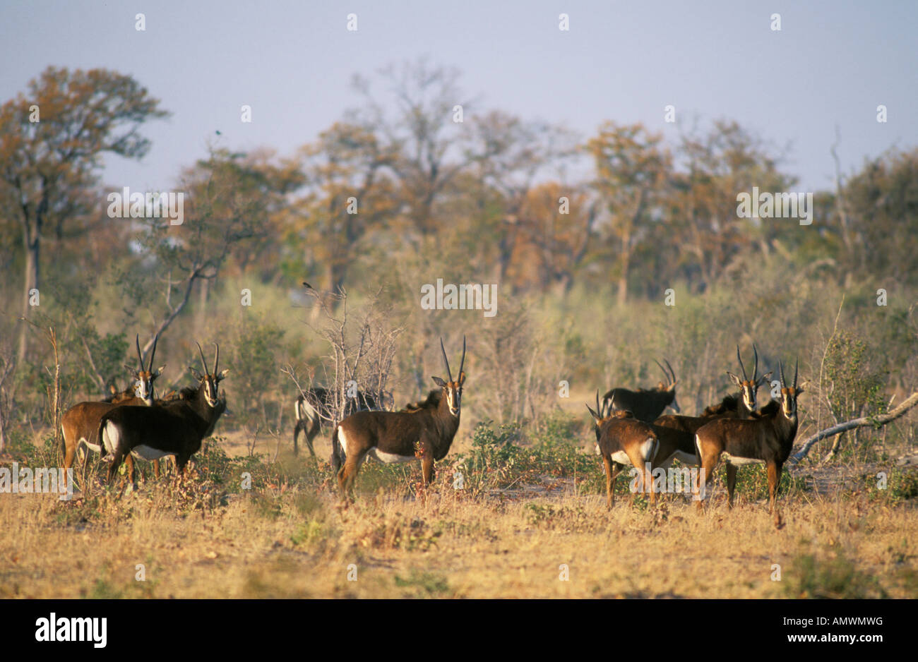 Allevamento di Sable Antelope in secco area di bushveld Foto Stock