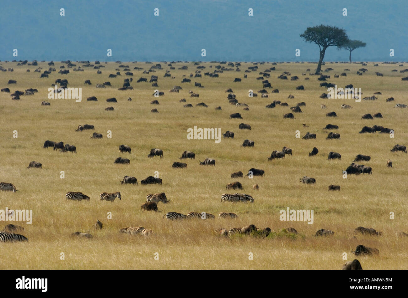 Sparse in grandi mandrie di gnu e zebre sulle pianure di Mara durante la migrazione annuale Foto Stock