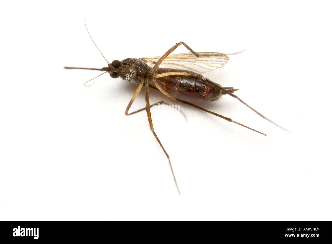 DEAD zanzara Culex sp dopo aspirazione di sangue Foto Stock