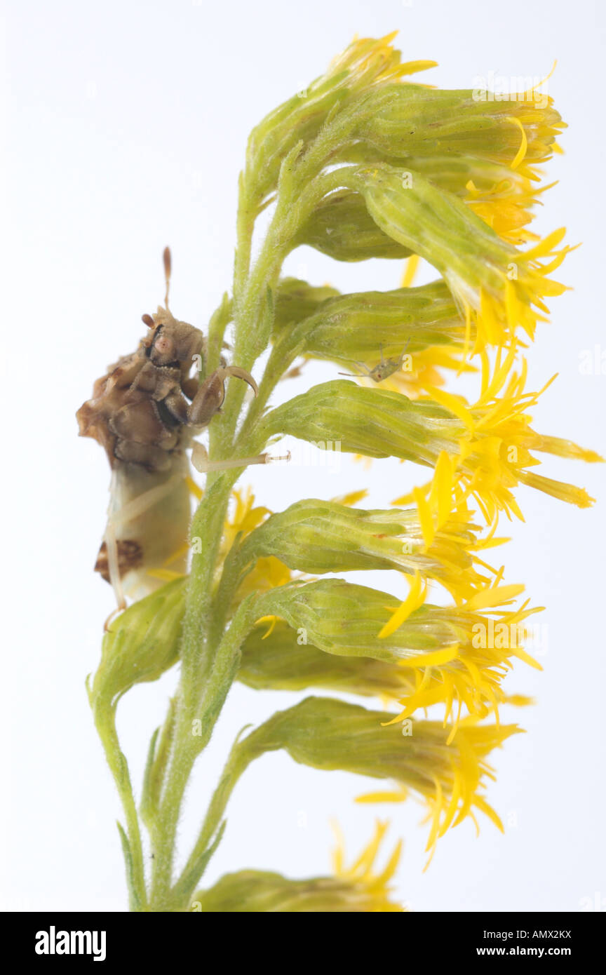 Agguato frastagliate bug Phymata (sp) in attesa di preda sui fiori di oro. Foto Stock