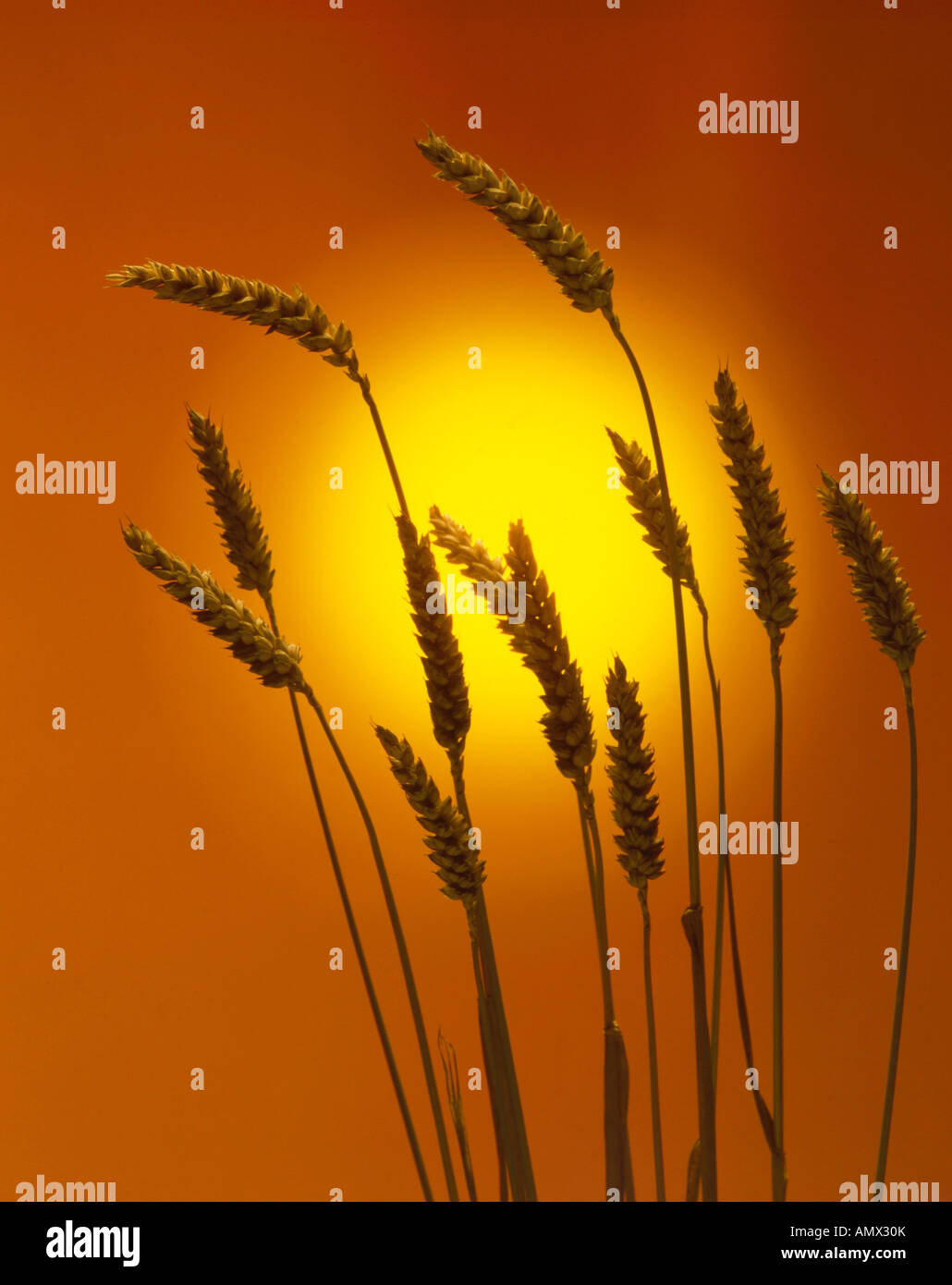 Pane di frumento, coltivati frumento (Triticum aestivum), il campo di grano al tramonto Foto Stock