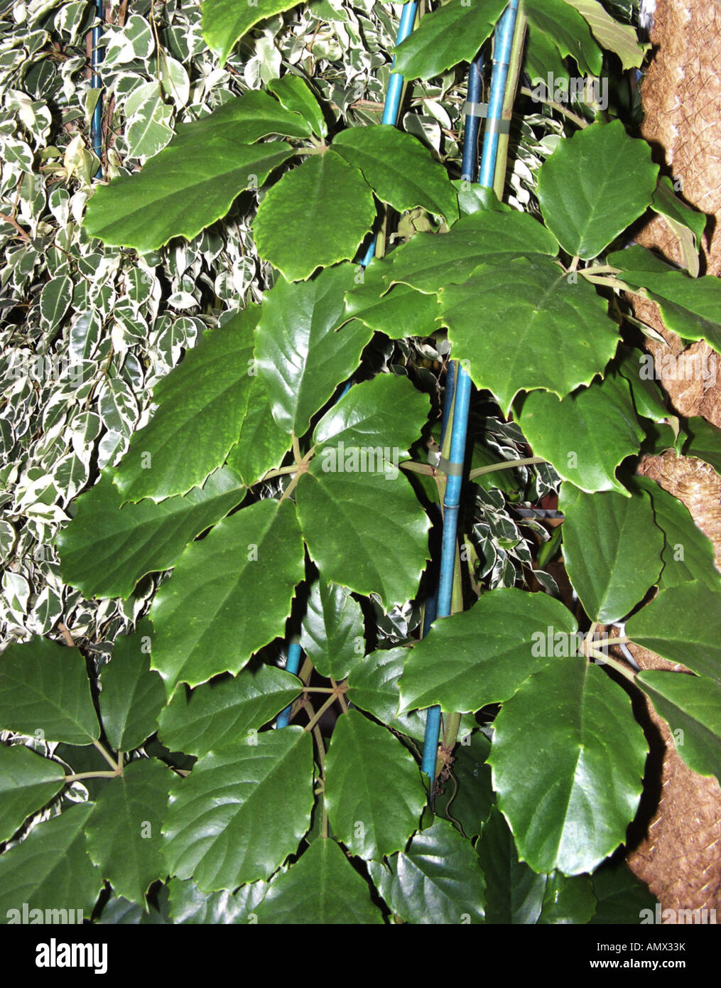 Vitigno di castagno, Lizard impianto (Tetrastigma voinierianum), foglie Foto Stock